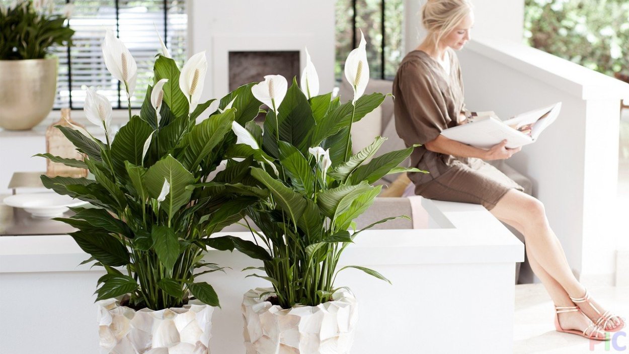 Спатифиллум сенсация Lechuza