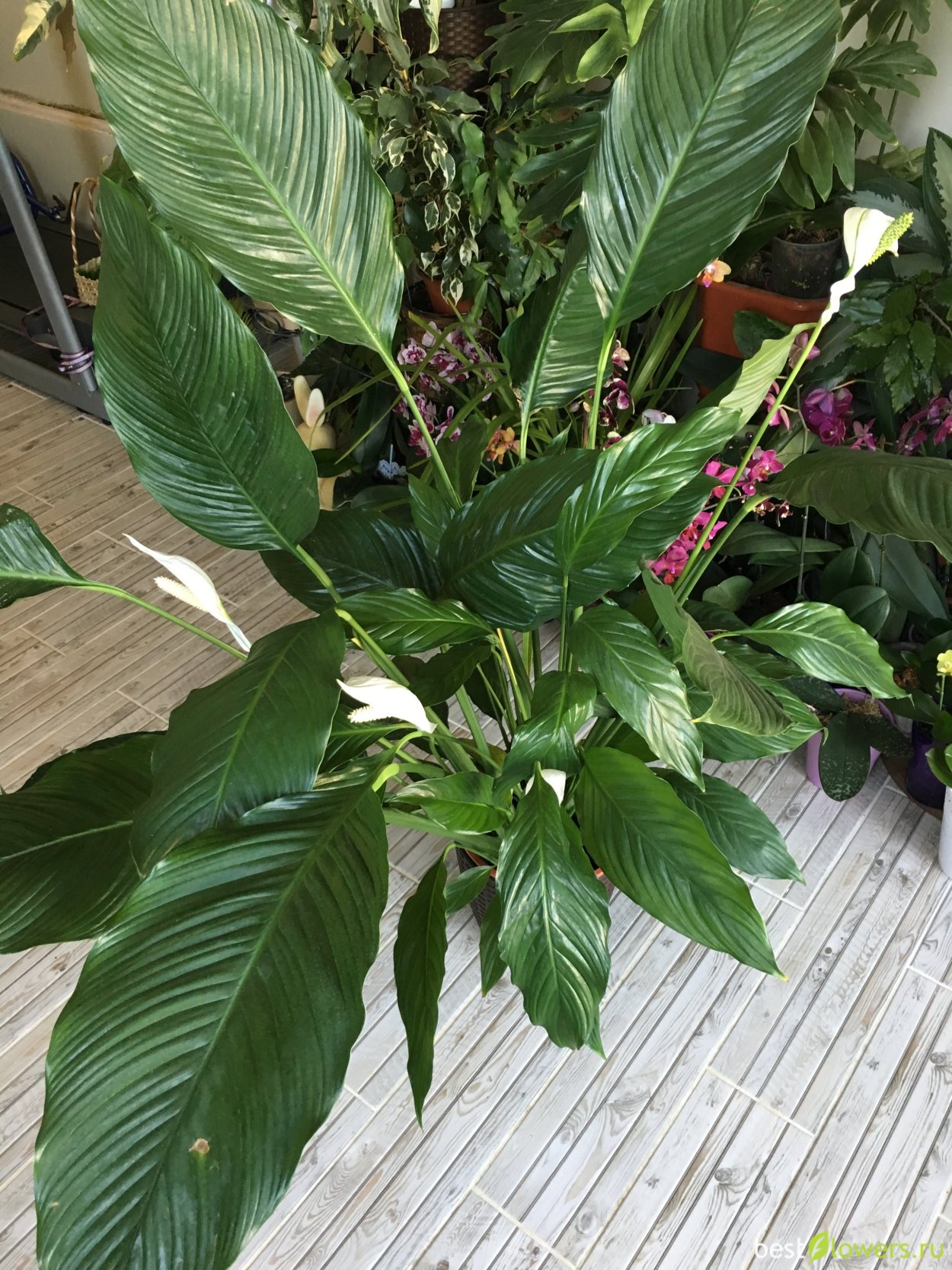 Спатифиллум сенсация горшок