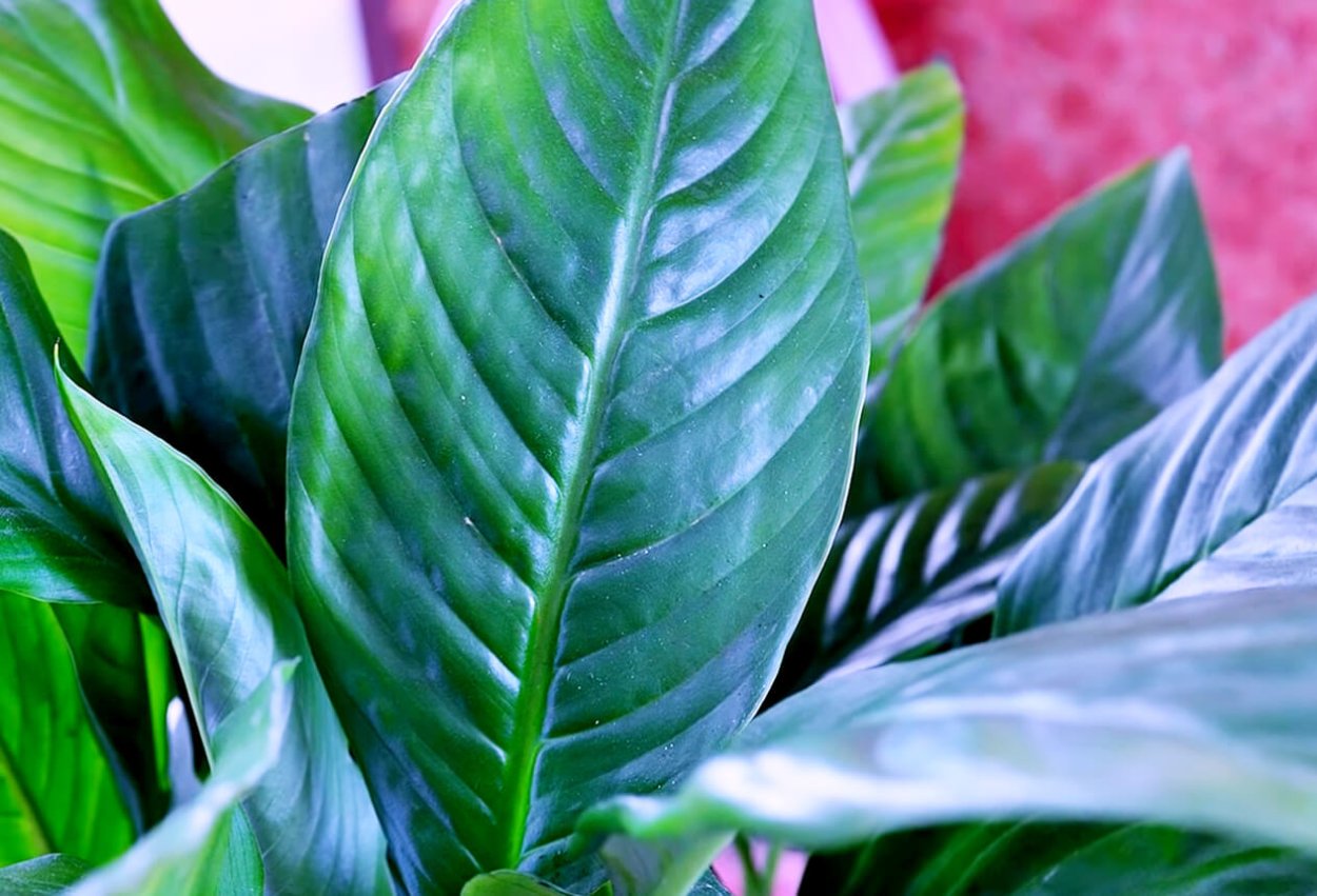 Спатифиллум диамонд