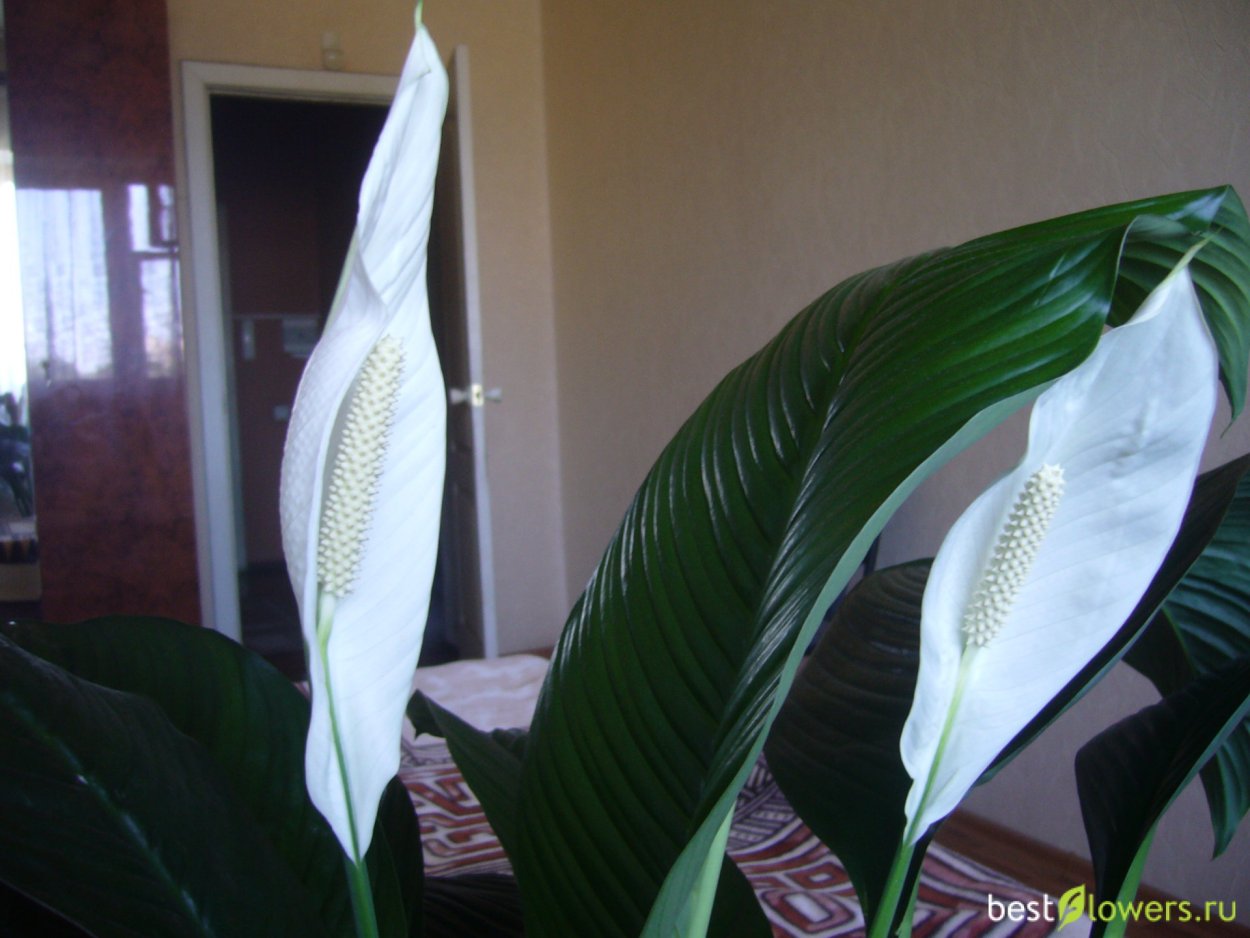 Спатифиллум эухарис