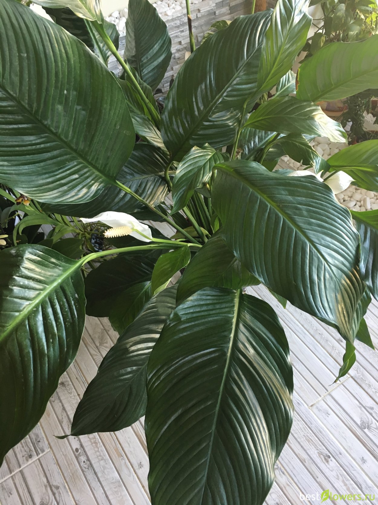 Спатифиллум сенсейшен