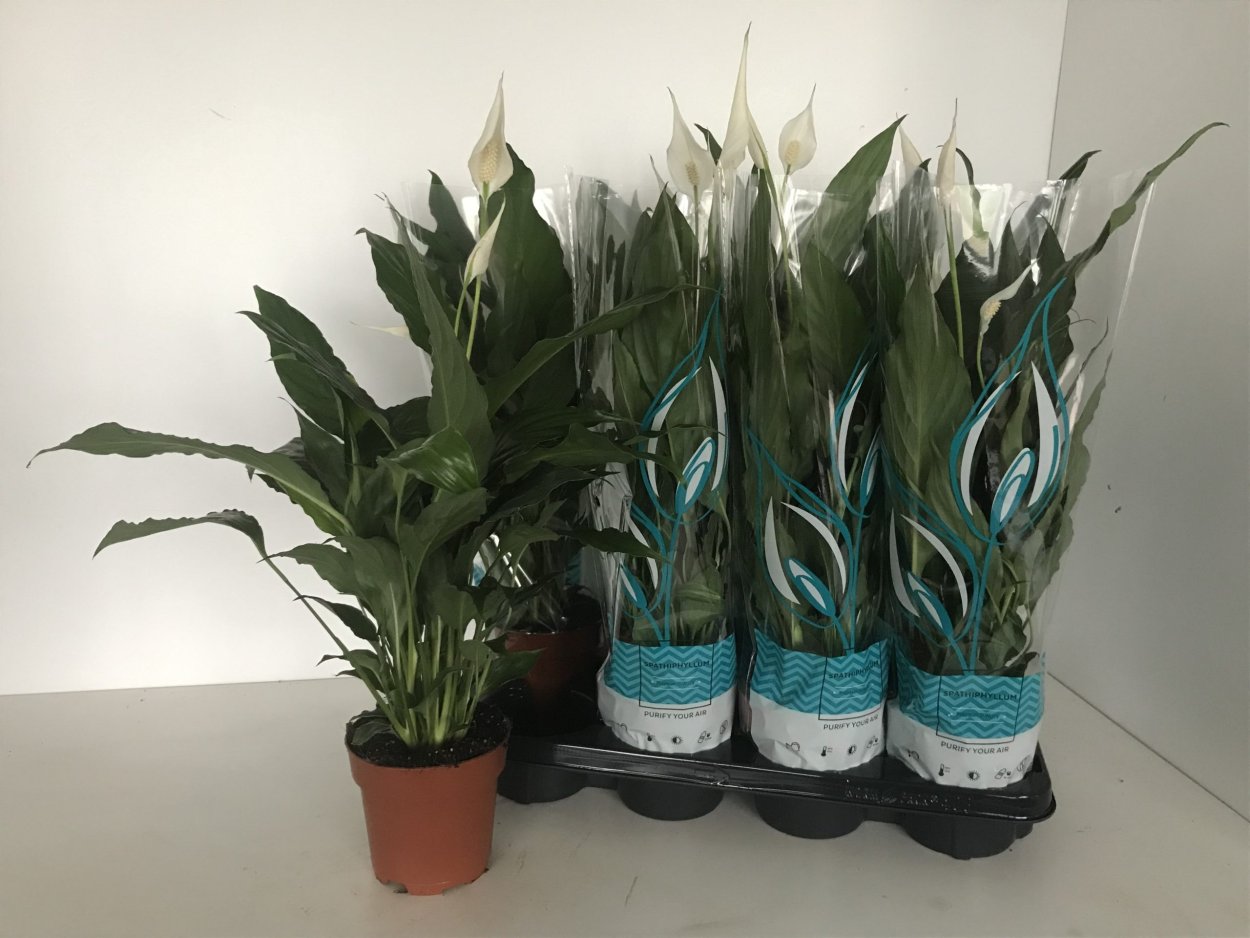 Спатифиллум Плант микс