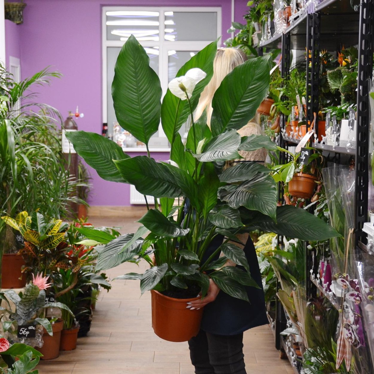 Спатифиллум сенсейшен