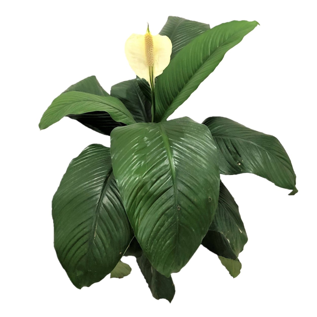 Спатифиллум сенсейшен