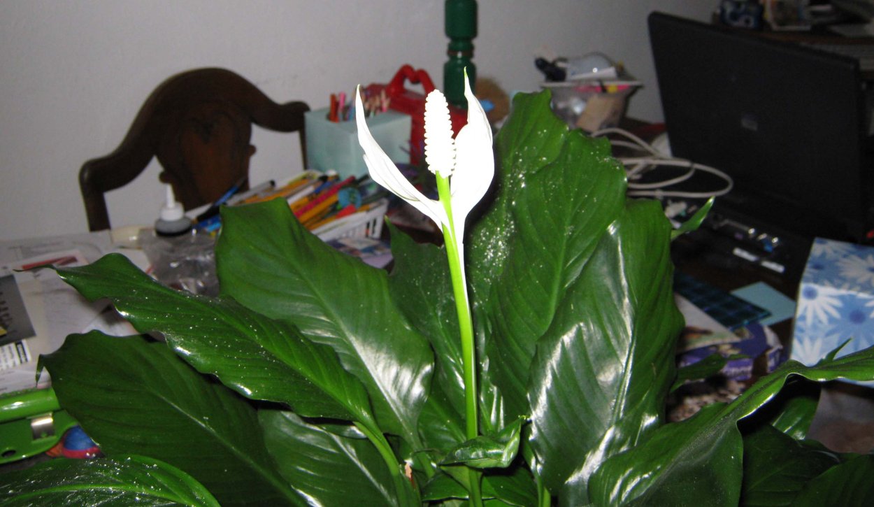 Спатифиллум сенсация отросток