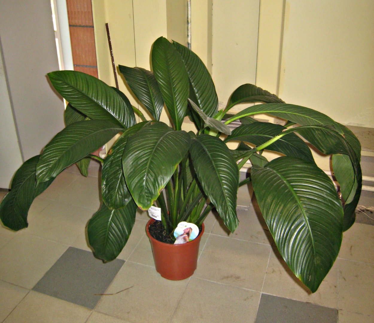 Спатифиллум сенсация купить в Оби