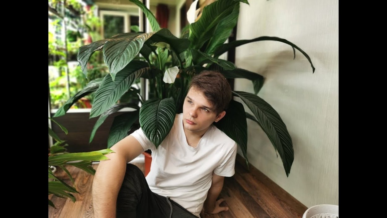 Спатифиллум сенсейшен