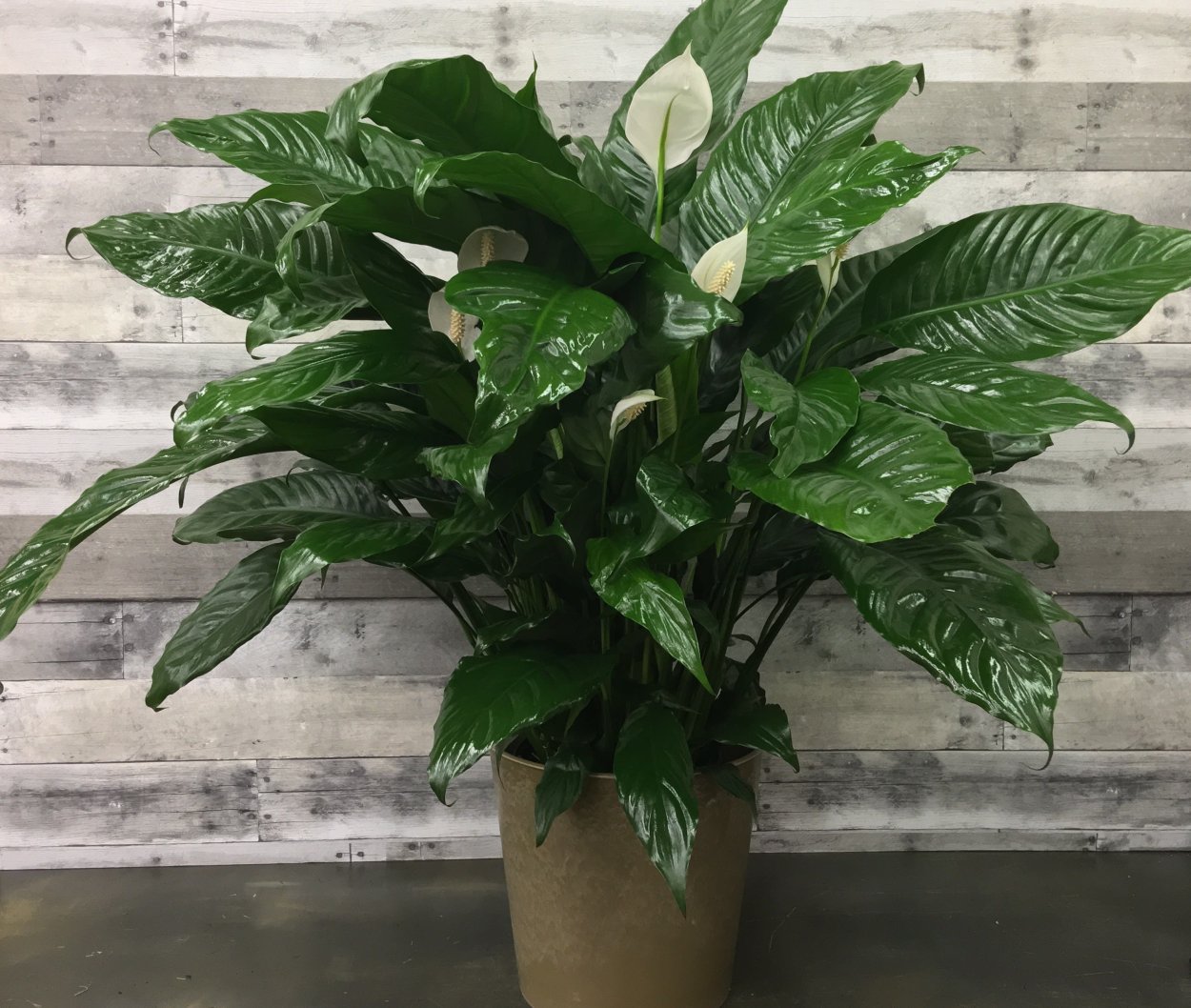 Спатифиллум Блэк