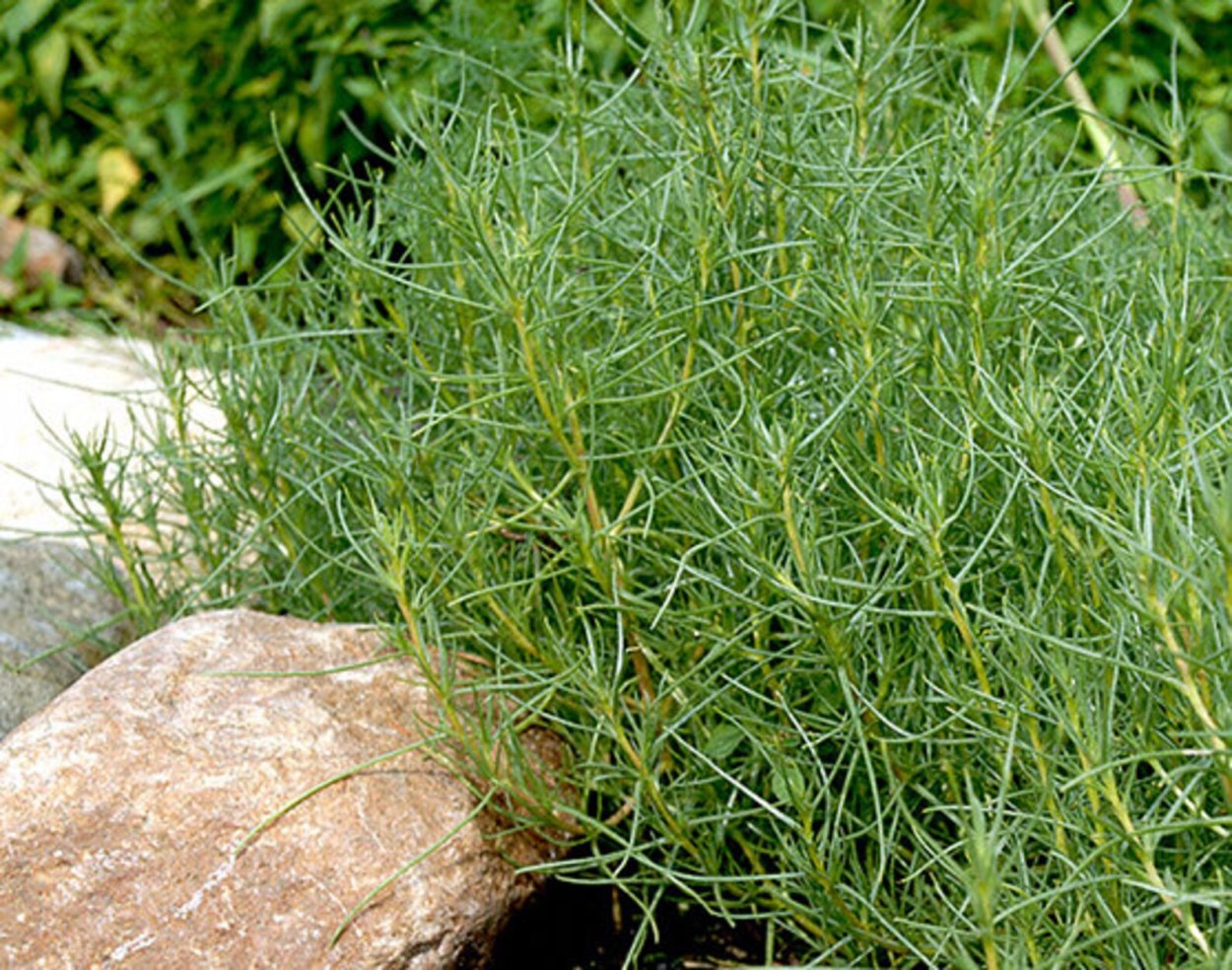 Salsola Soda растение