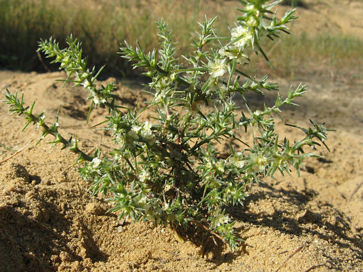 Salsola Australis