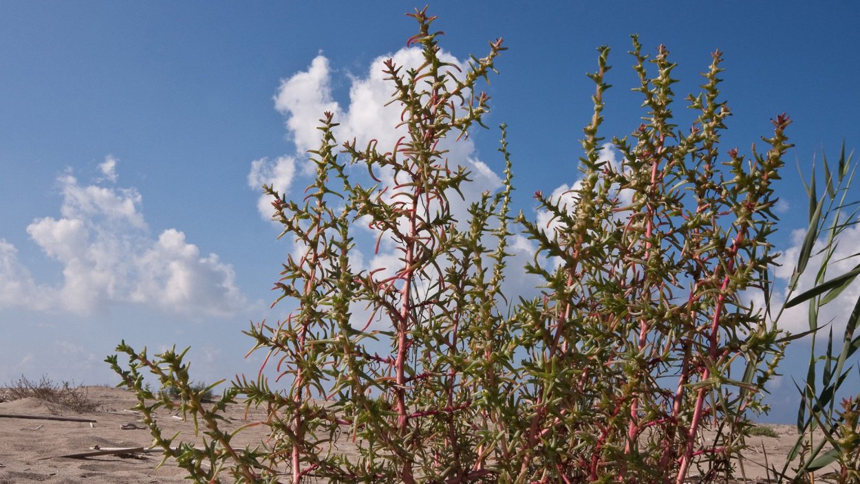 Salsola Soda растение