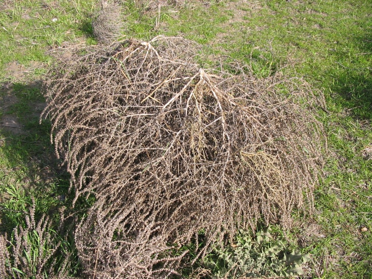 Трава солянки холмовой