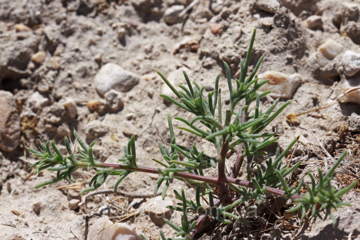 Холмовая трава