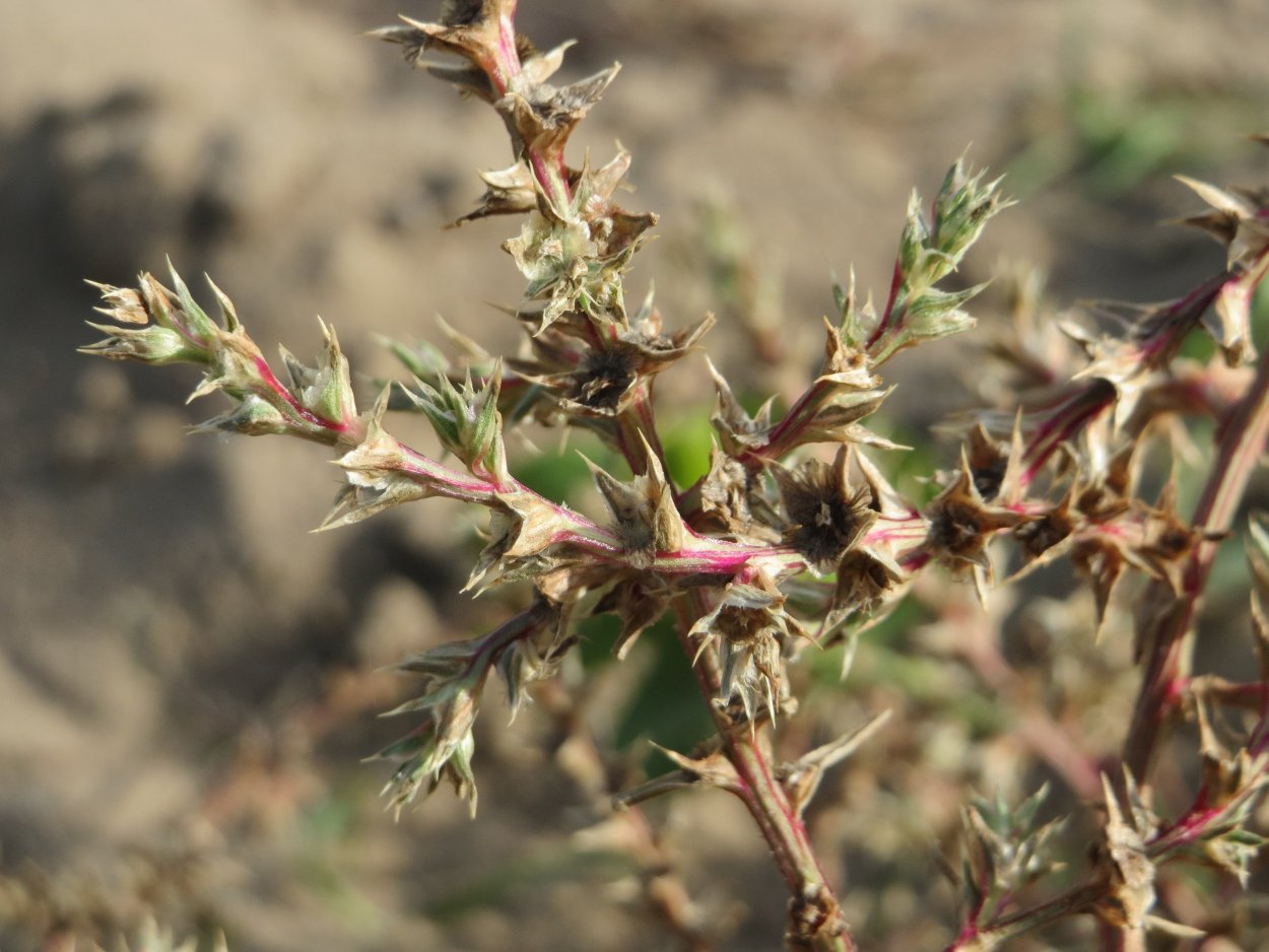 Salsola foetida