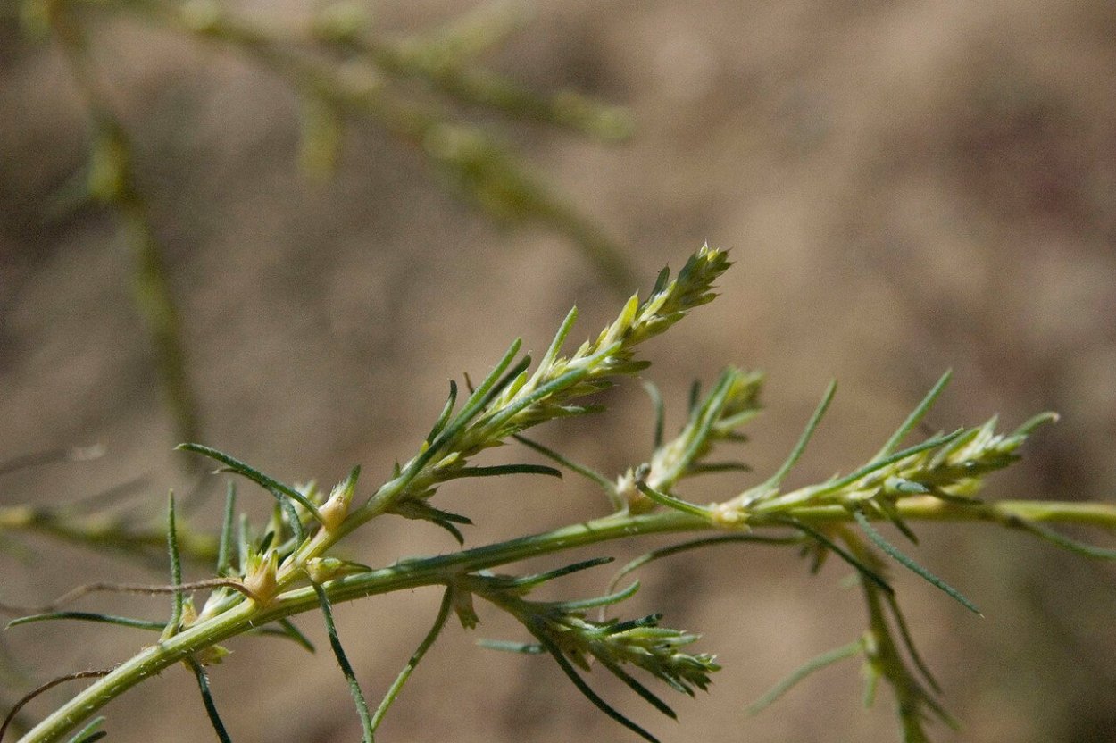 Salsola Passerina