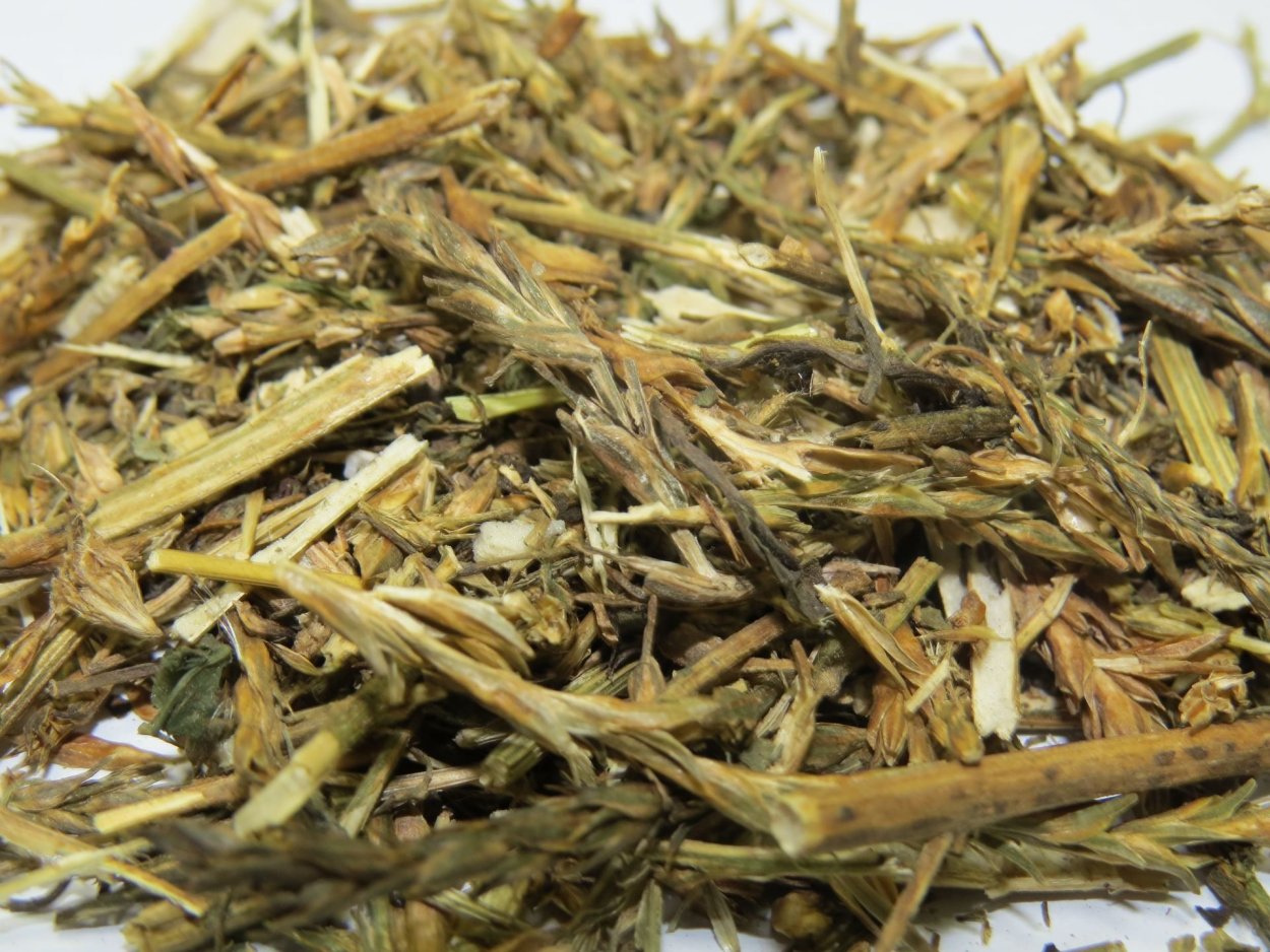 Солянка холмовая сырье