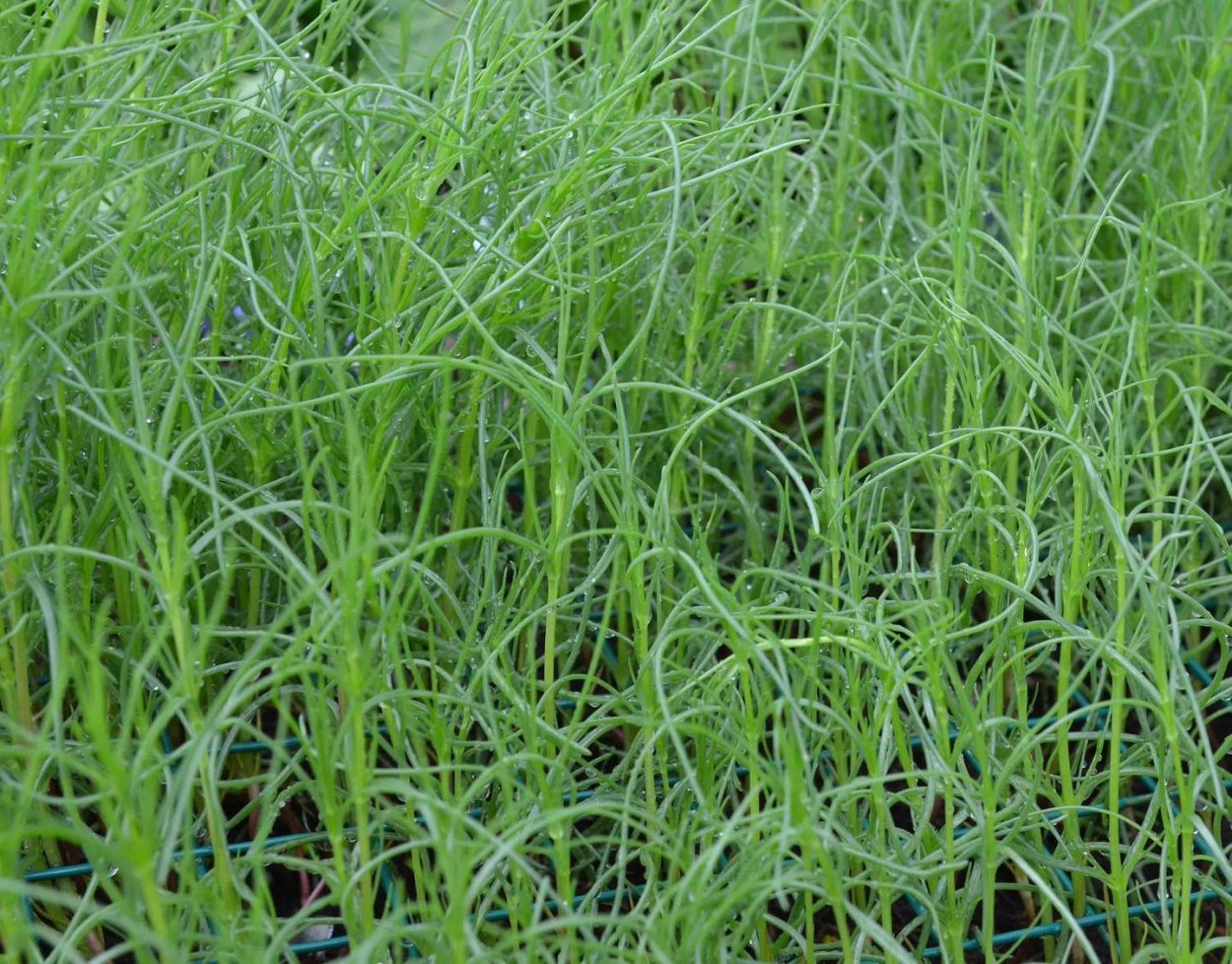 Солянка содоносная