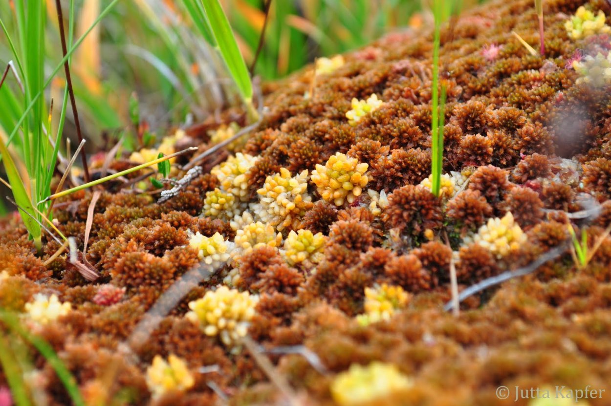 Мох сфагнум бурый