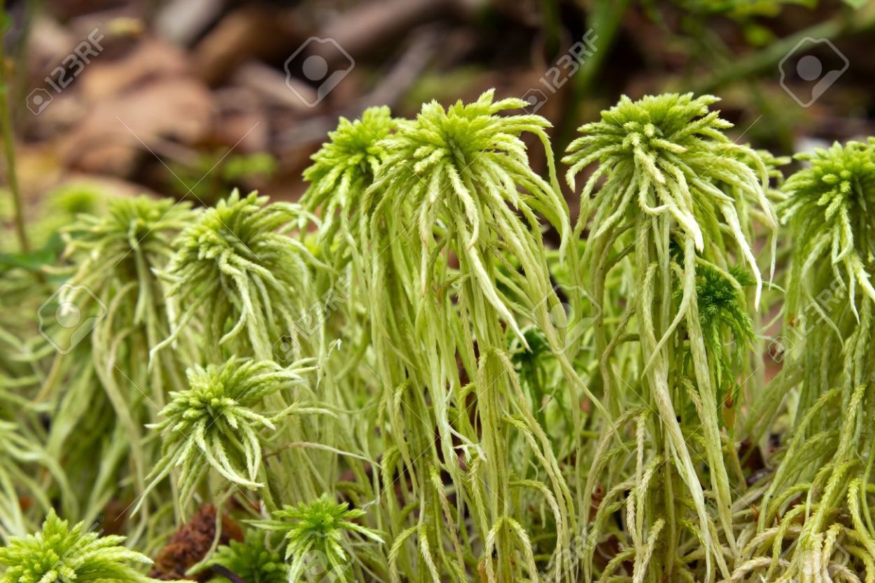 Мох сфагнум очень близко