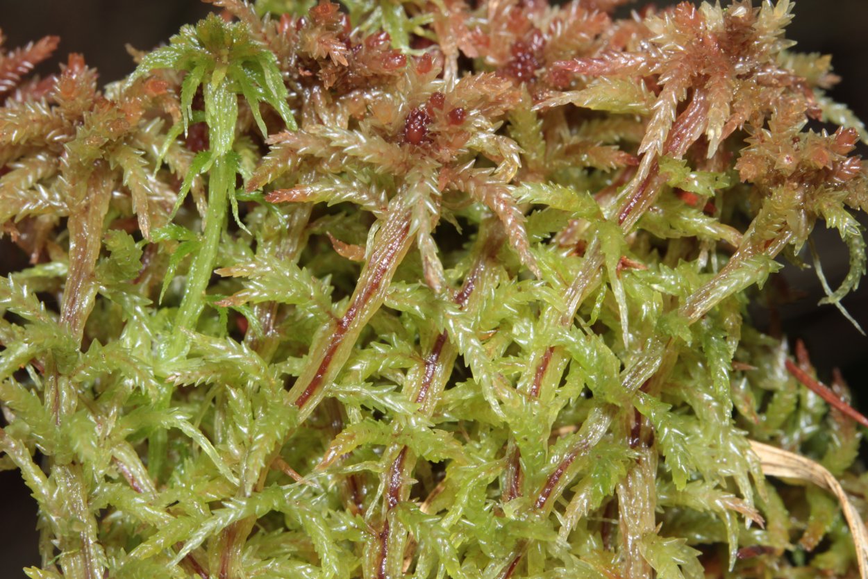 Сфагнум Плантариум