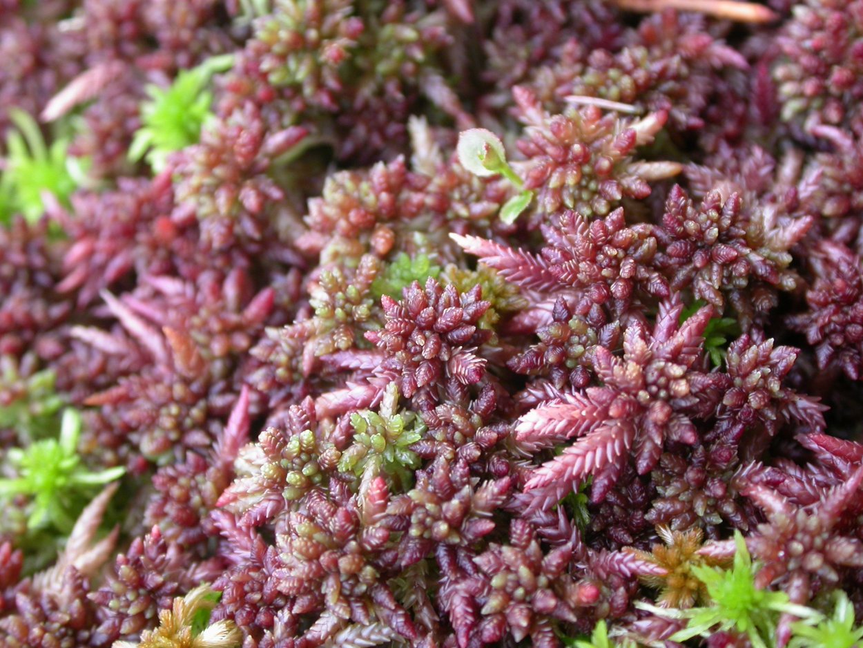 Торфяной мох сфагнум