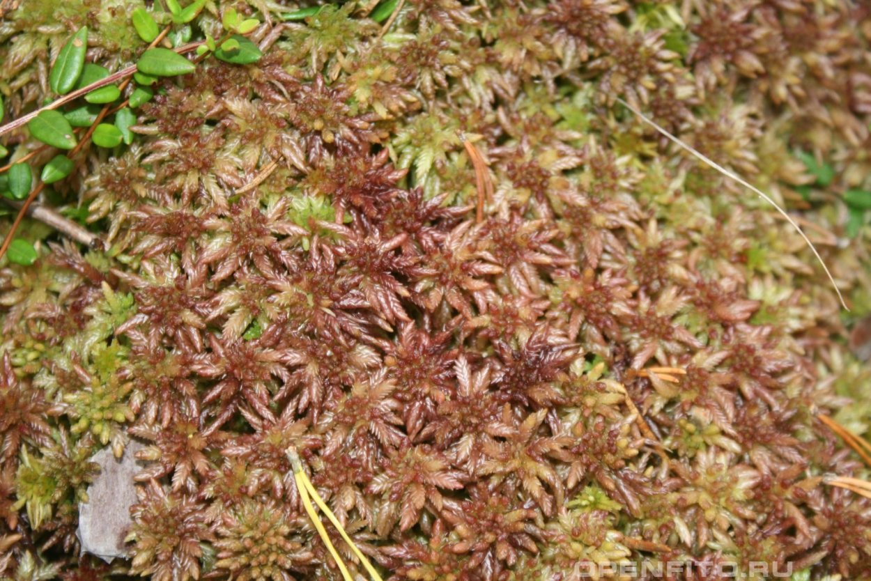 Сфагнум бурый