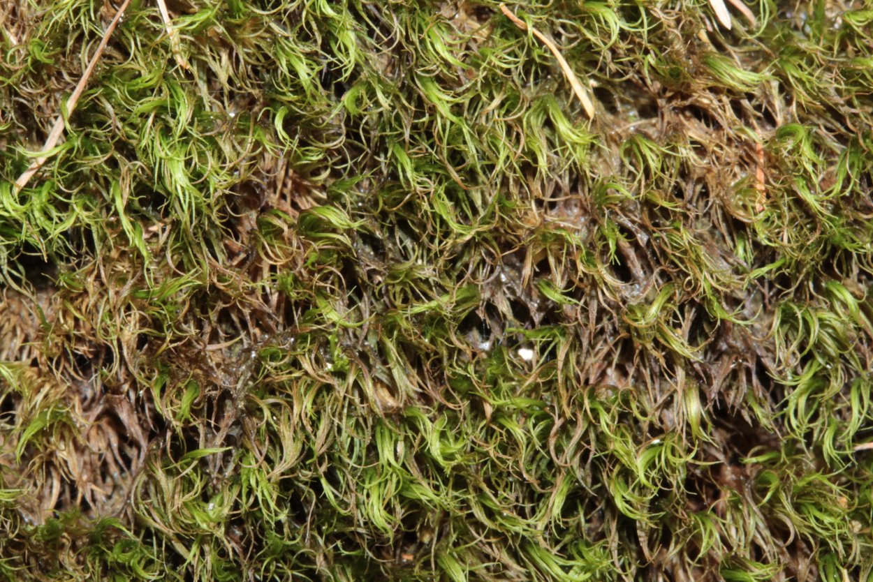 Мох сфагнум строительный