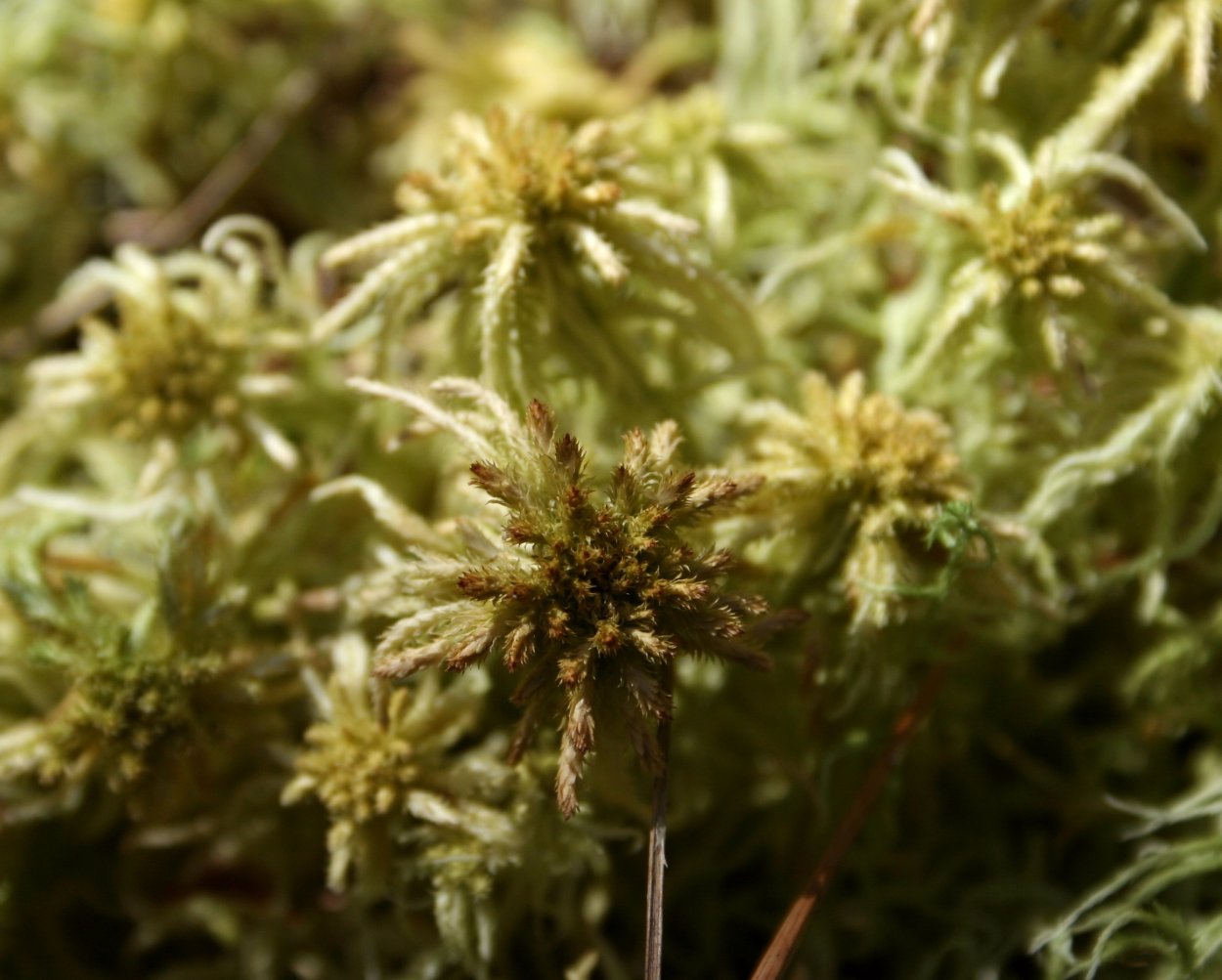 Мох сфагнум бурый