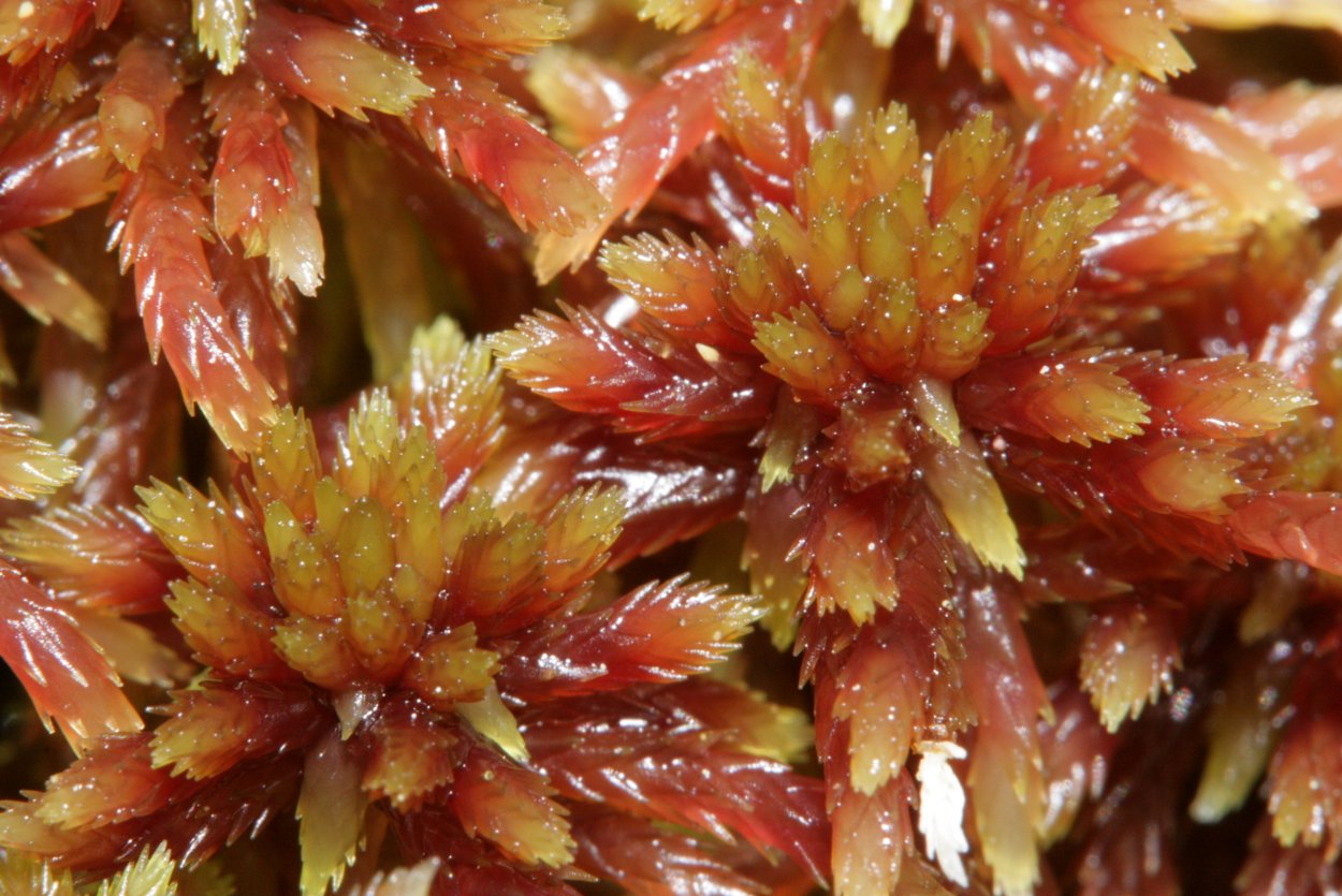 Мох сфагнум и ягель