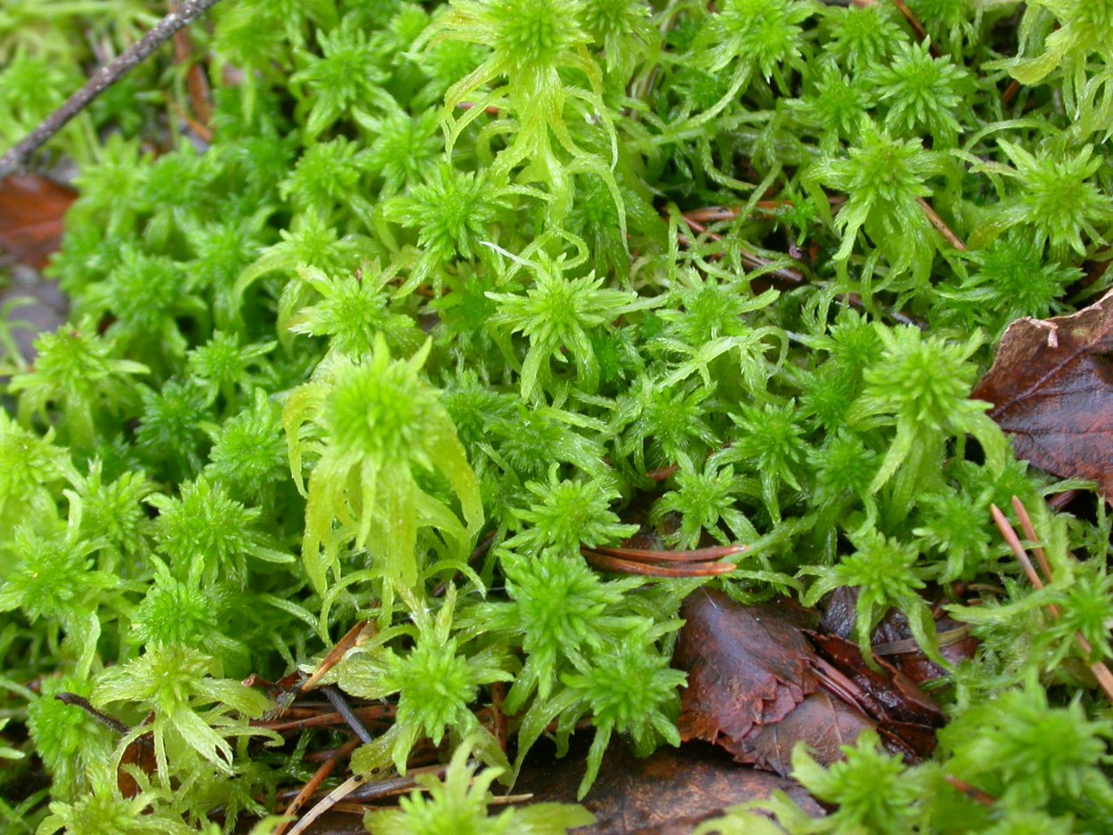 Сфагнум обтузум