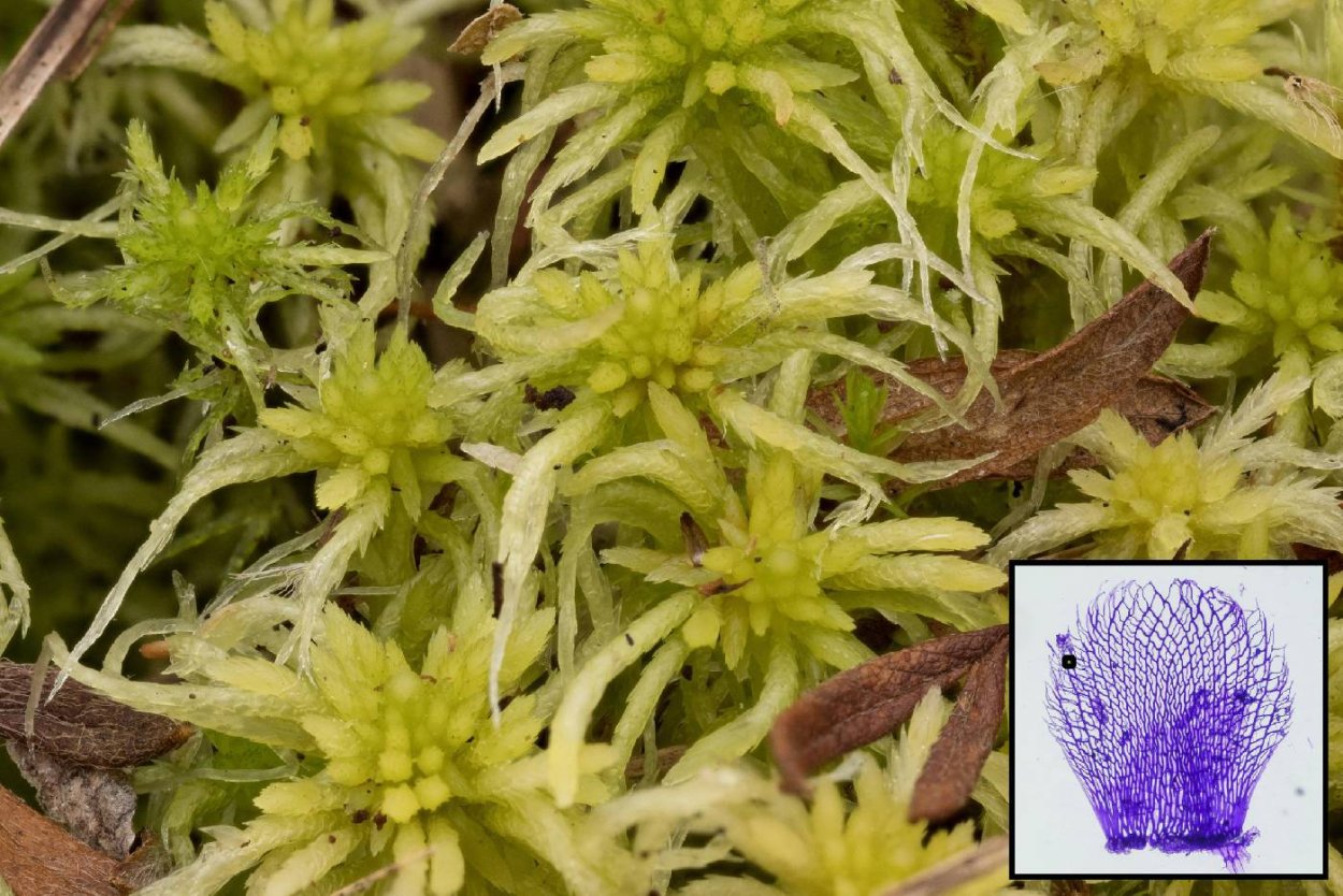 Сфагнум папиллозный