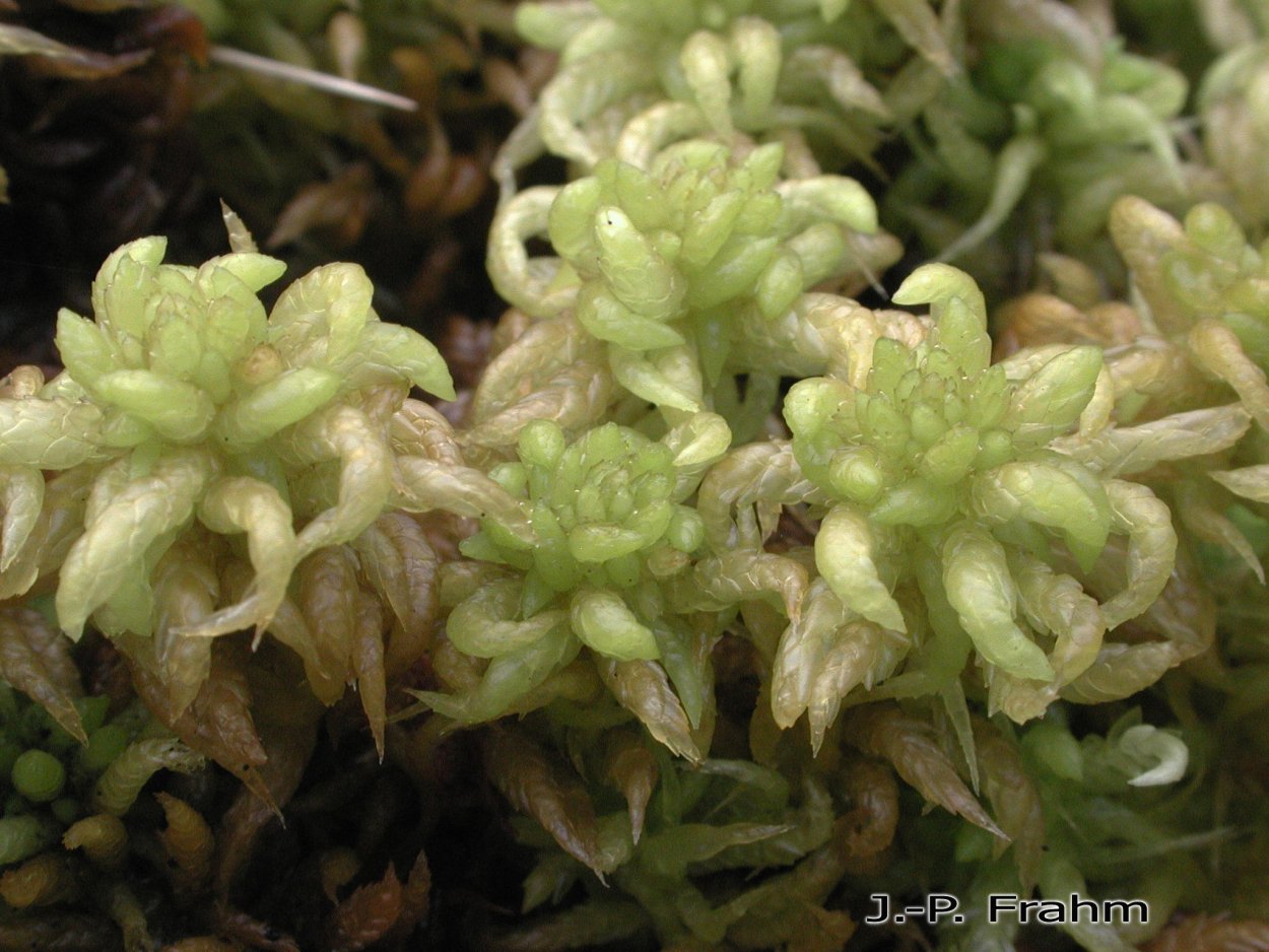 Зеленый мох в тундре