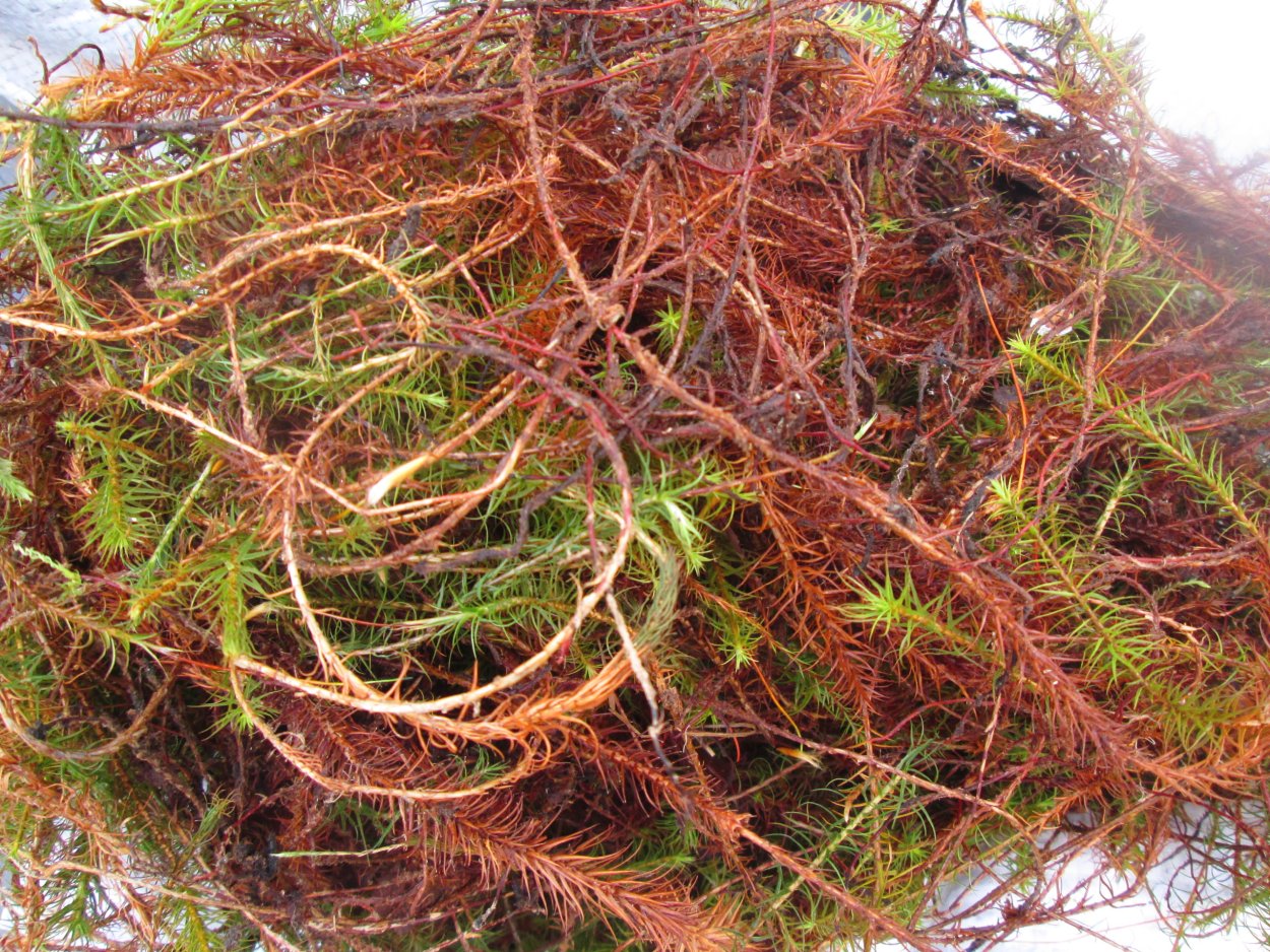 Сфагнум Вульфа