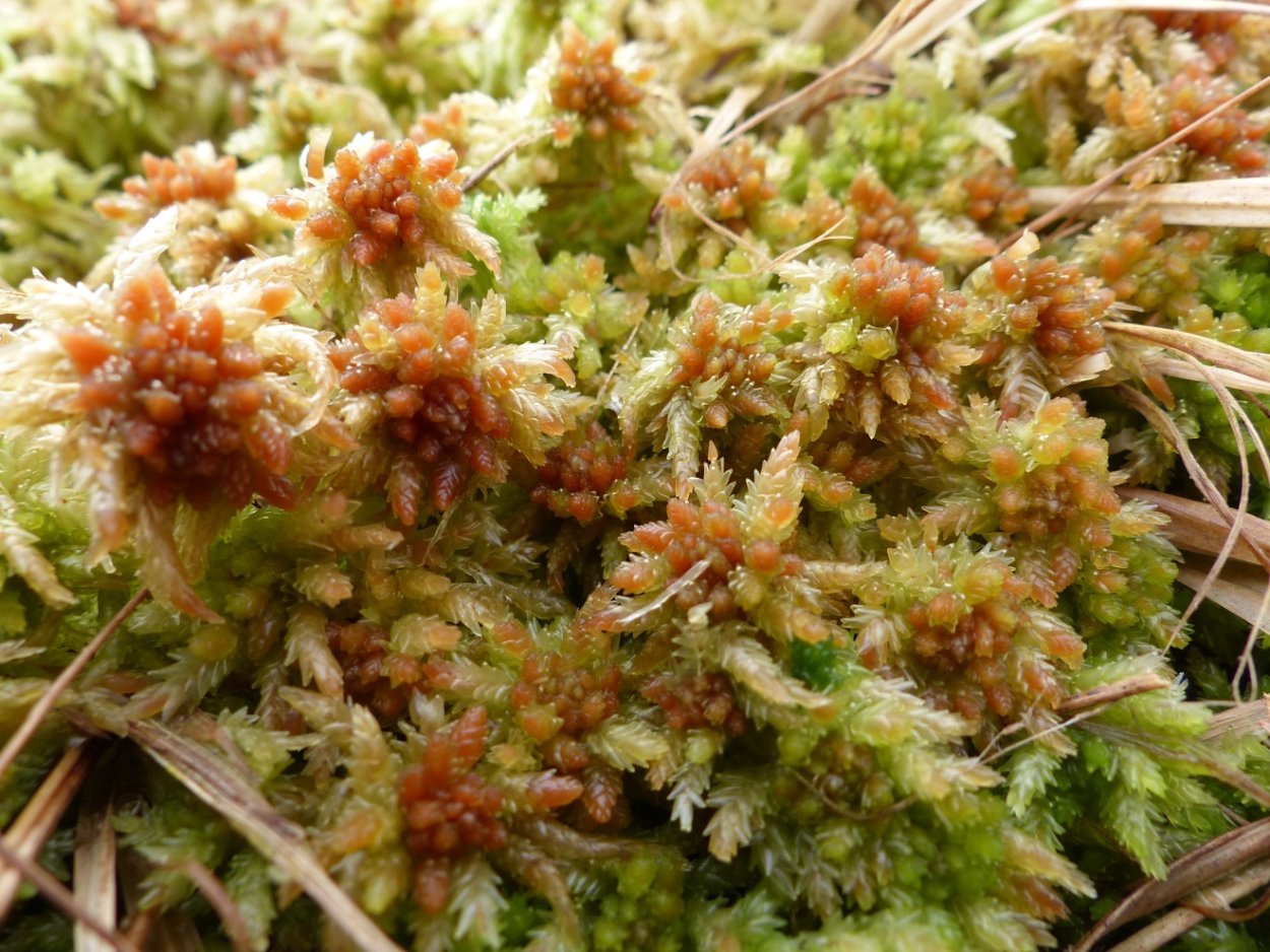 Сфагнум в цветоводстве