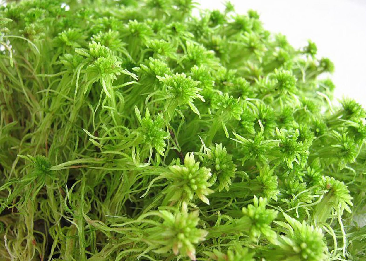 Сфагнум Балтийский