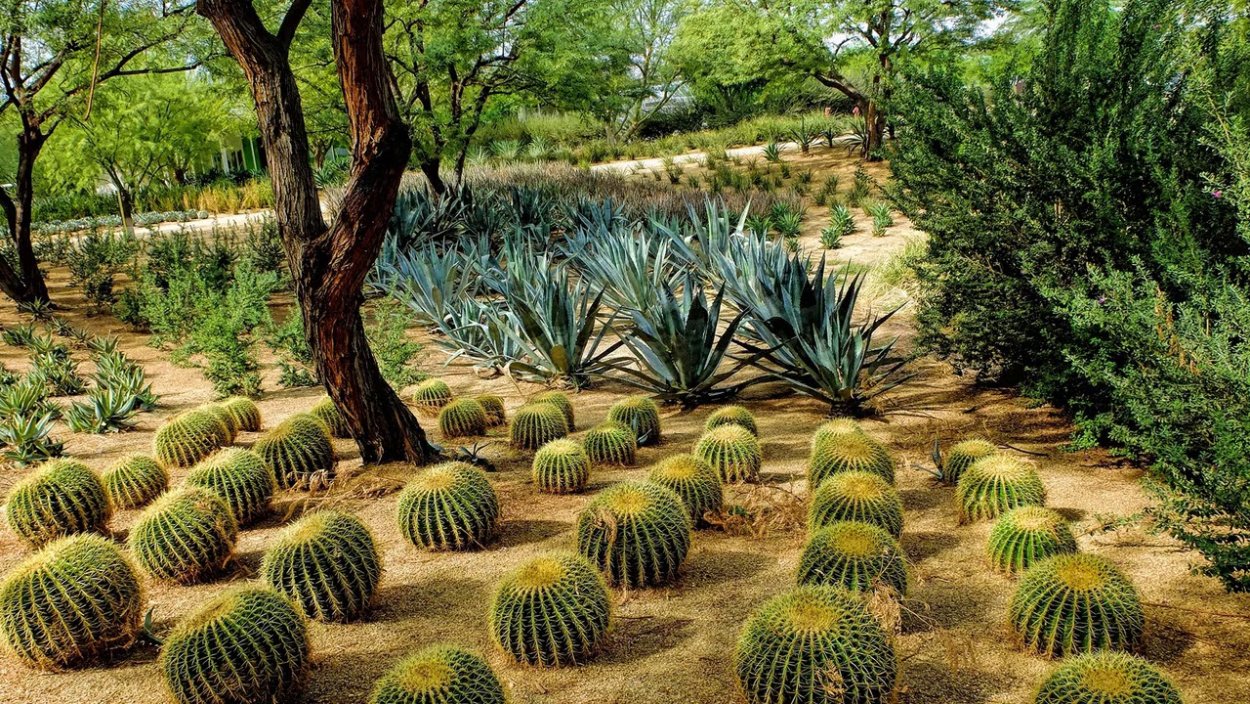 Кактусовые сады Америки