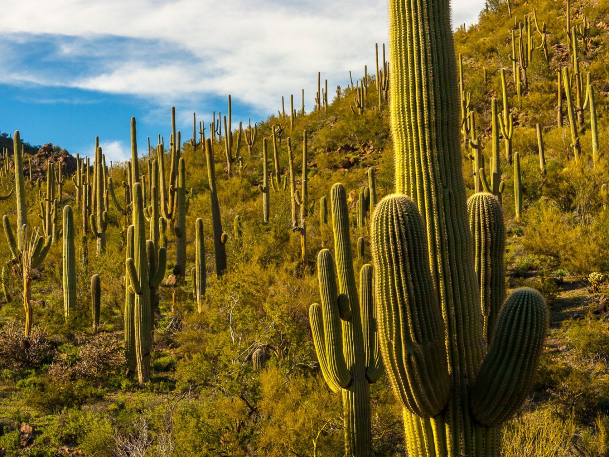 Цереус карнегия