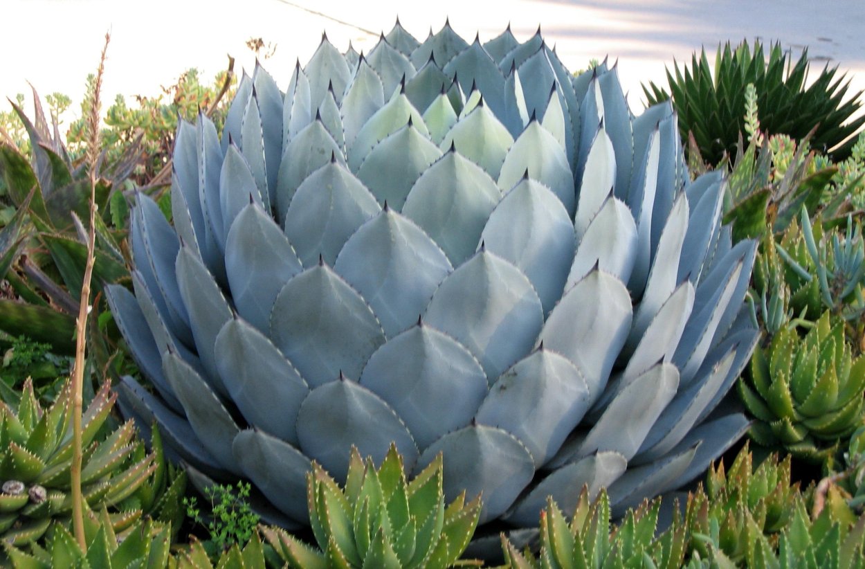 Кактус голубая Агава