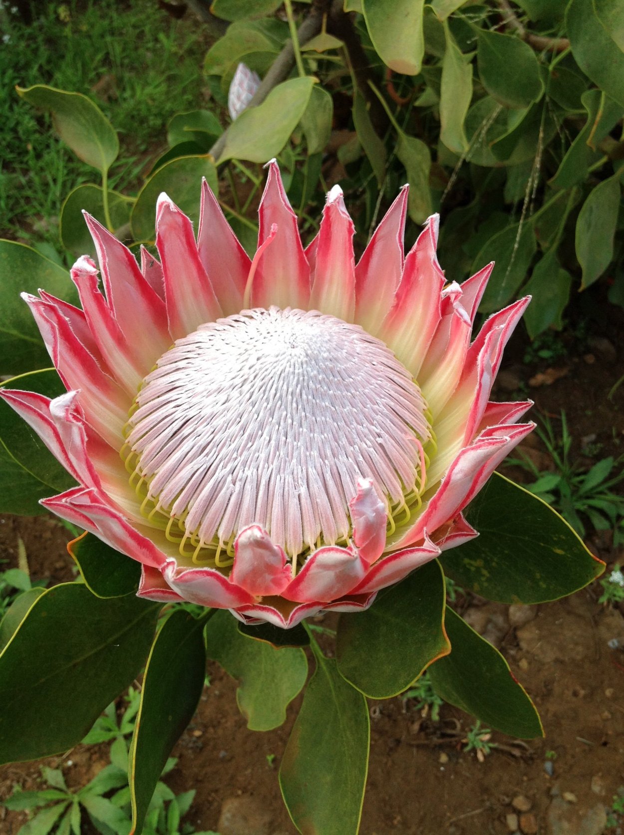 Цветок King Protea