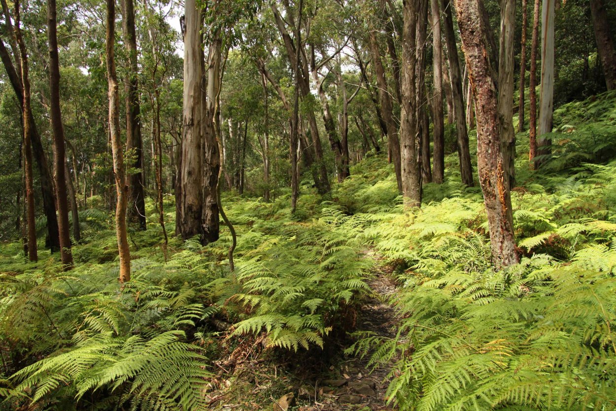 Животный мир в вечнозеленых лесах