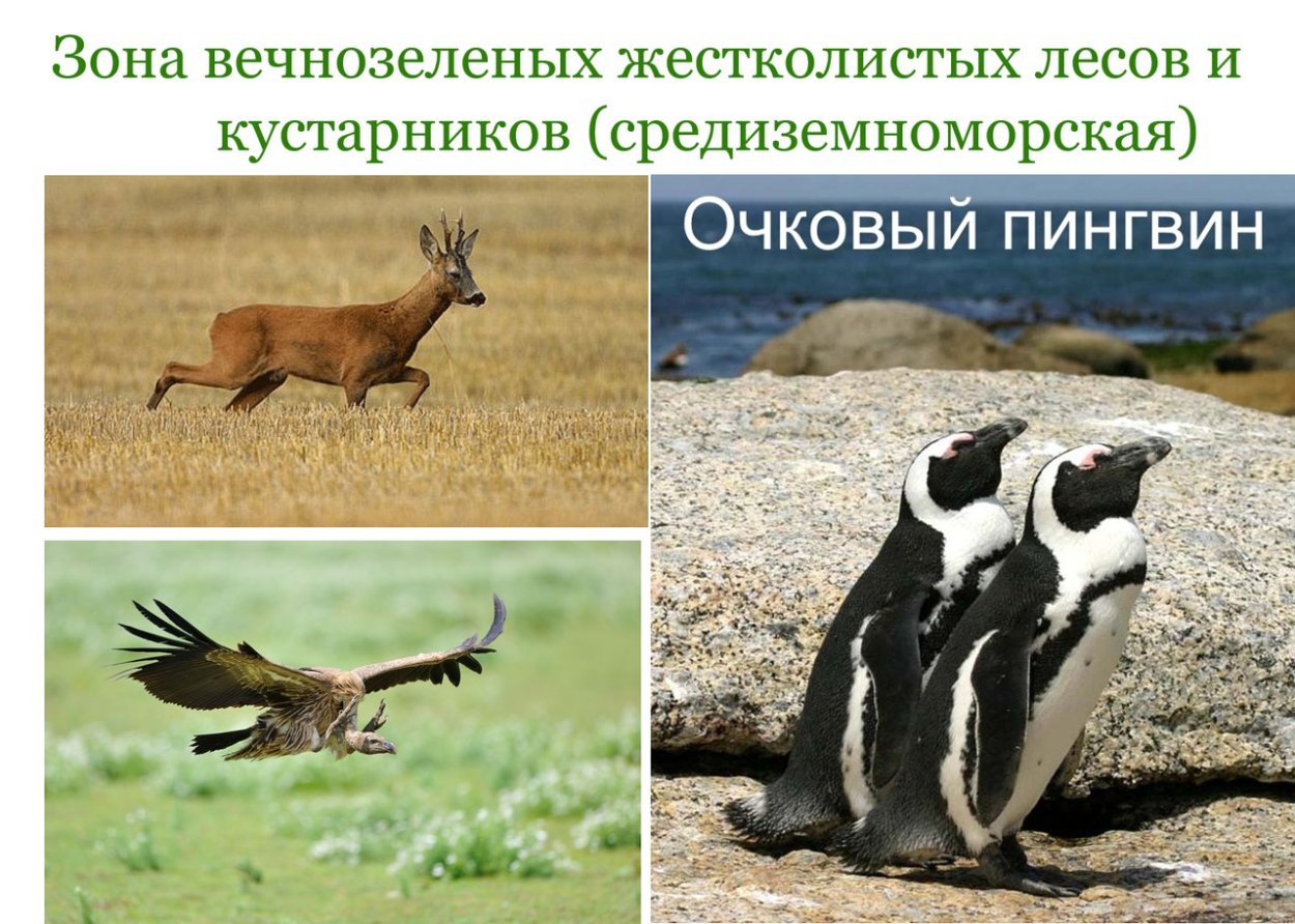 Вечнозелёные леса животные