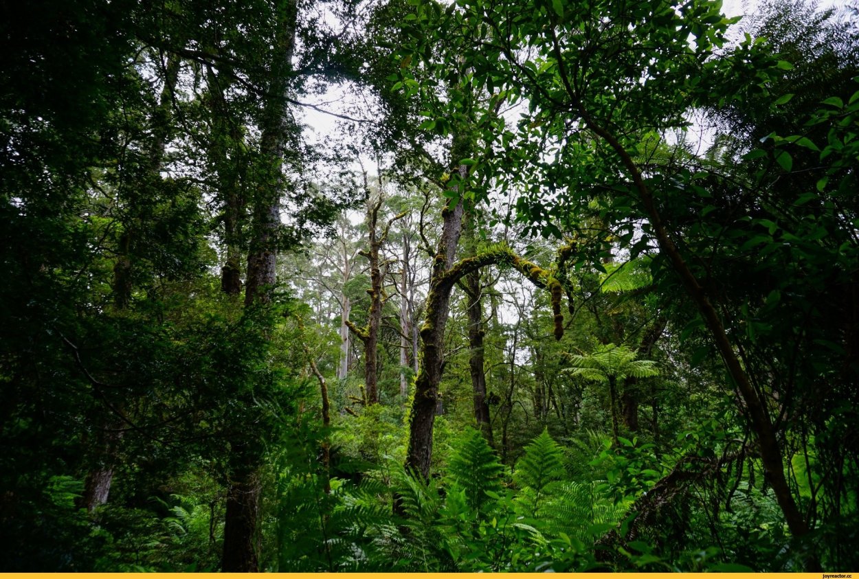 Жестколистные леса Африки