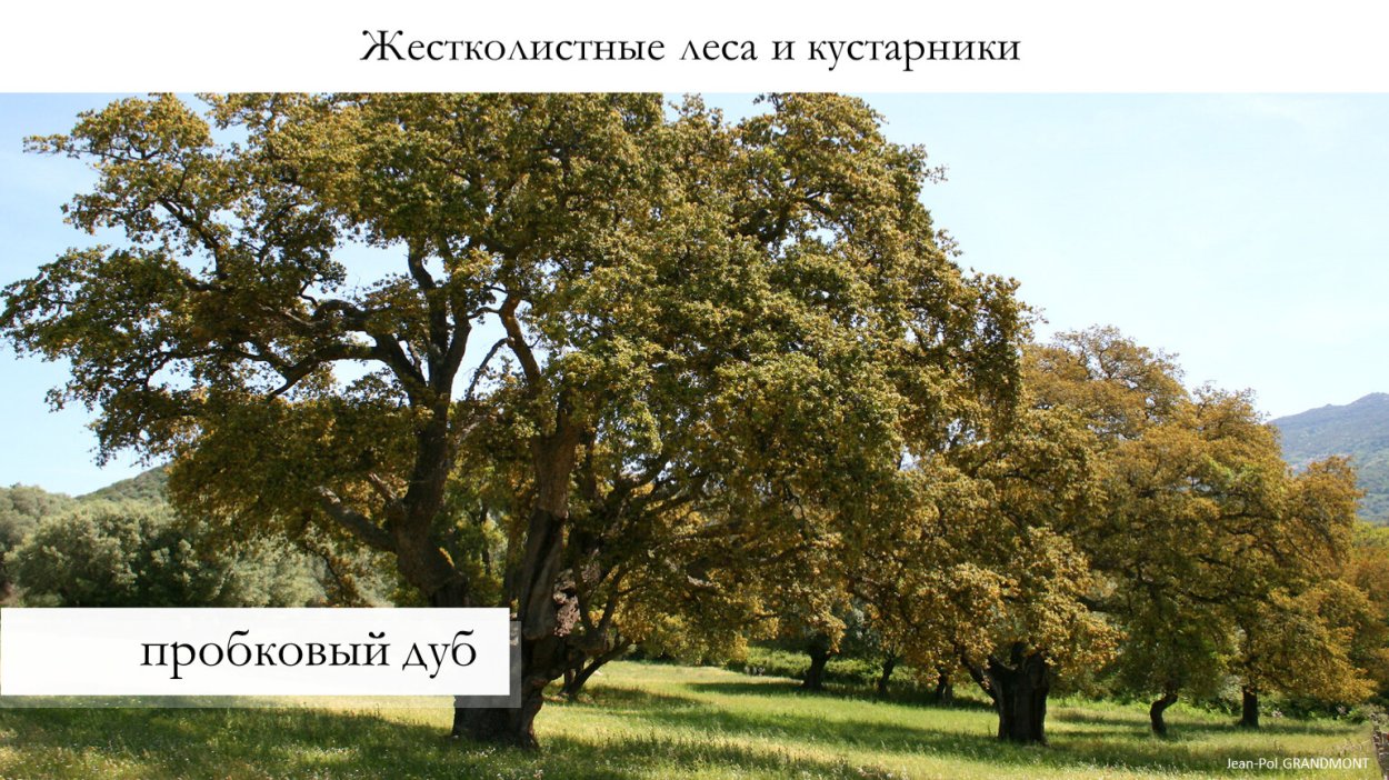 Субтропические лесокустарники и леса