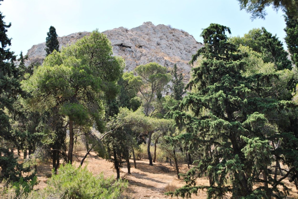 Жестколистные вечнозеленые леса