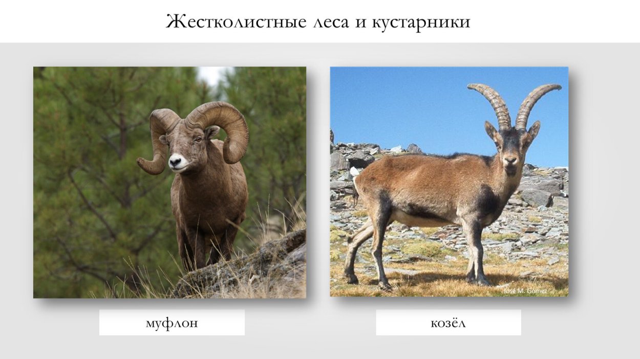 Животные в жестколистных лесах Австралии