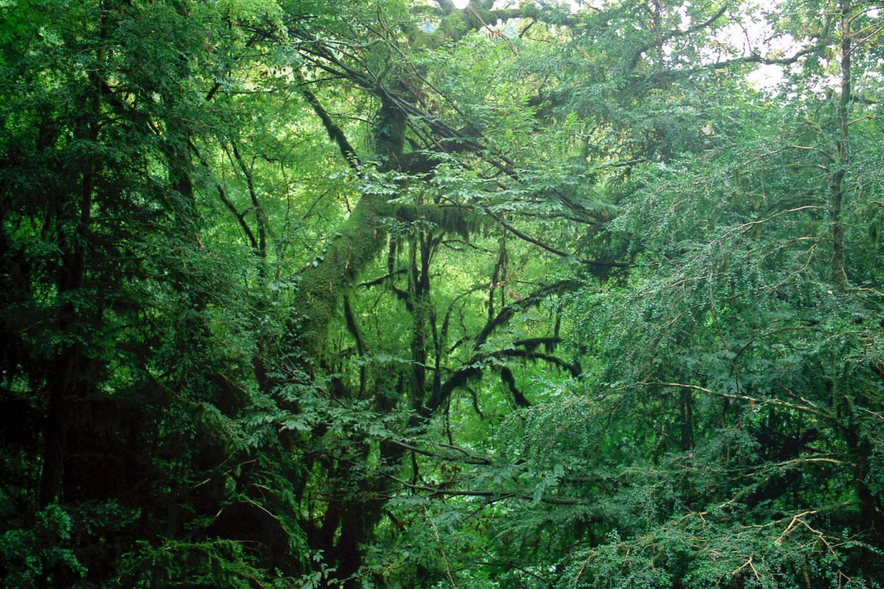 Тропические горные вечнозелёные леса