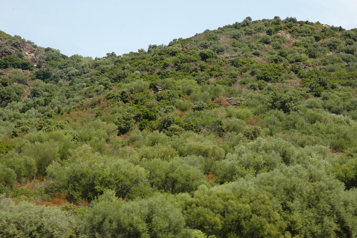 Муссонные (листопадные) леса Индии