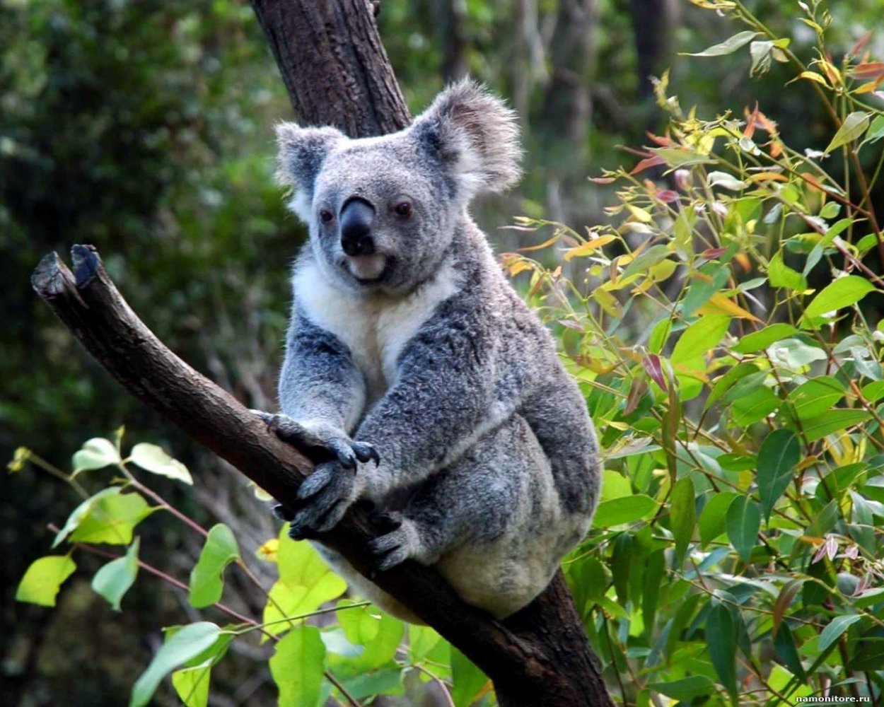 Жестколистные вечнозеленые леса и кустарники Средиземноморья