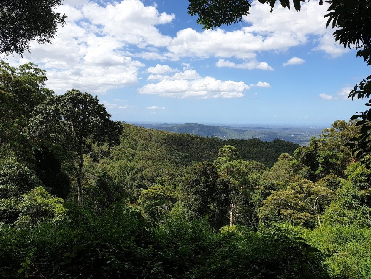 Сосна Алеппская, сосна Иерусалимская