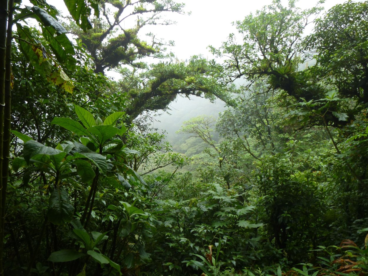 Жестколистный вечнозеленый лес